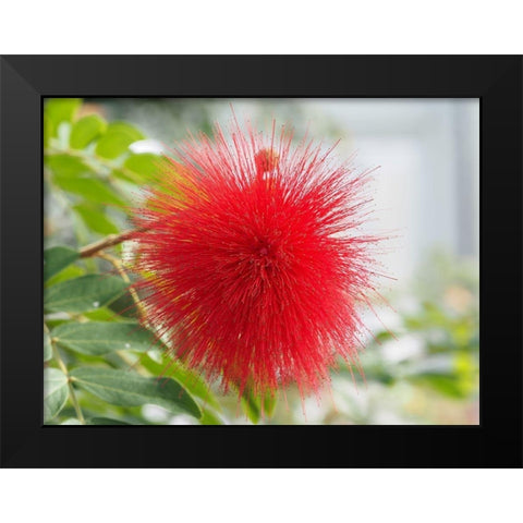 Powderpuff Black Modern Wood Framed Art Print by Bonin, Suzanne