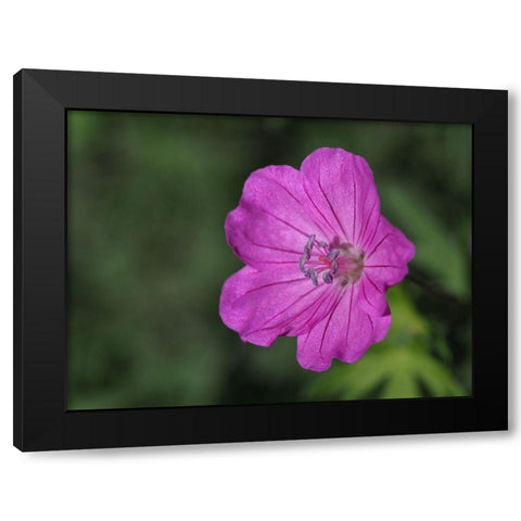 Promising Black Modern Wood Framed Art Print by Bonin, Suzanne