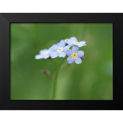 Small World Black Modern Wood Framed Art Print by Bonin, Suzanne