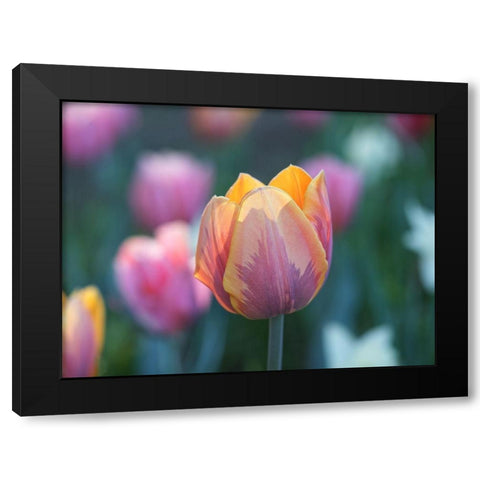 Springtime Black Modern Wood Framed Art Print with Double Matting by Bonin, Suzanne