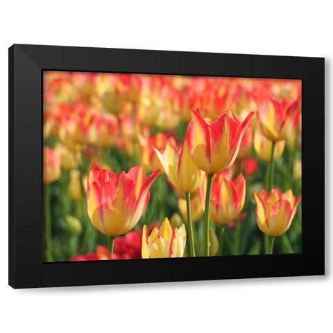 Sunny Day Black Modern Wood Framed Art Print with Double Matting by Bonin, Suzanne