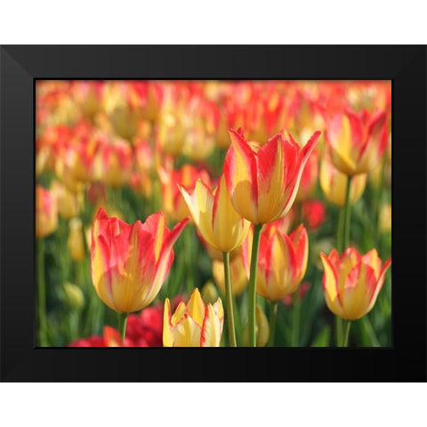 Sunny Day Black Modern Wood Framed Art Print by Bonin, Suzanne
