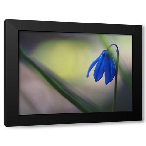 Tiny Blue Umbrella Black Modern Wood Framed Art Print with Double Matting by Bonin, Suzanne