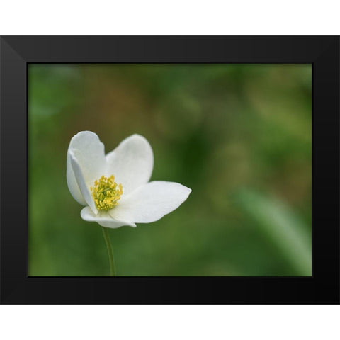 Windflower Black Modern Wood Framed Art Print by Bonin, Suzanne