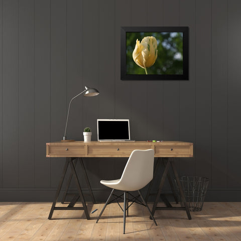 Yellow Green Tulip Black Modern Wood Framed Art Print by Bonin, Suzanne