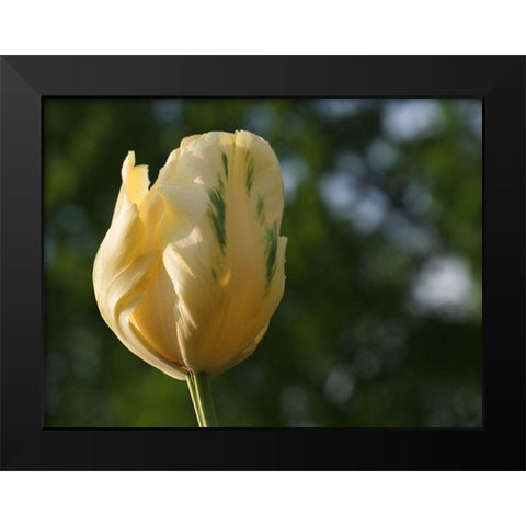 Yellow Green Tulip Black Modern Wood Framed Art Print by Bonin, Suzanne
