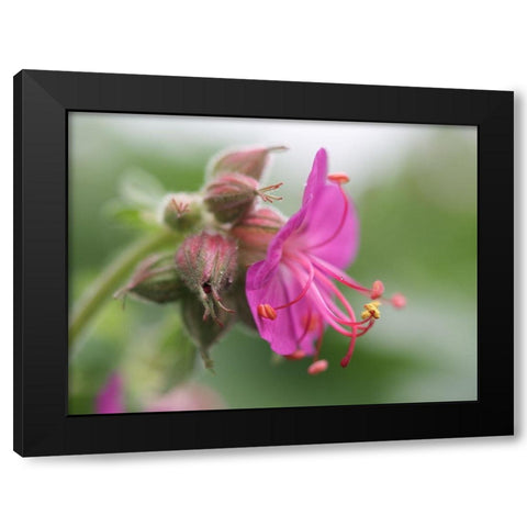 Bigroot Black Modern Wood Framed Art Print with Double Matting by Bonin, Suzanne