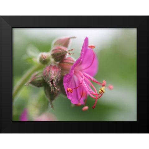 Bigroot Black Modern Wood Framed Art Print by Bonin, Suzanne