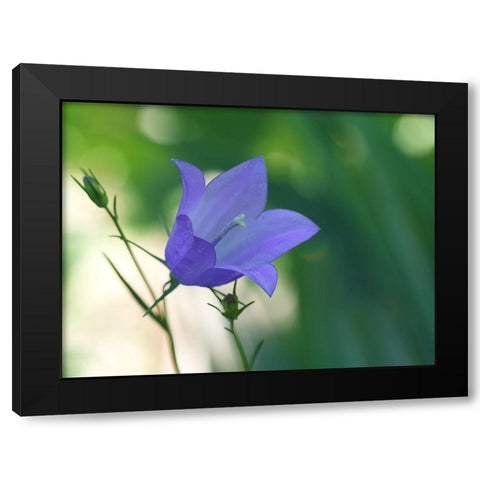Bluebell Flower Black Modern Wood Framed Art Print with Double Matting by Bonin, Suzanne
