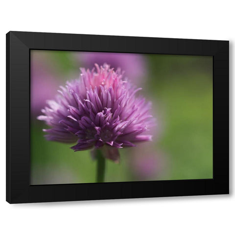 Chive Blossom Black Modern Wood Framed Art Print by Bonin, Suzanne