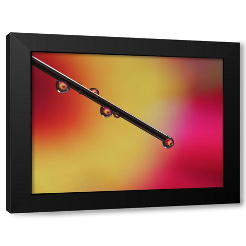 Experiment Black Modern Wood Framed Art Print with Double Matting by Bonin, Suzanne