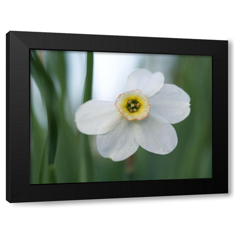 Fine Beauty Black Modern Wood Framed Art Print with Double Matting by Bonin, Suzanne