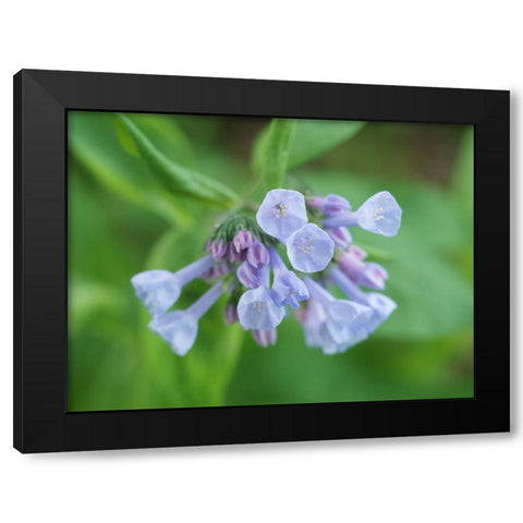 Little Bells Black Modern Wood Framed Art Print by Bonin, Suzanne