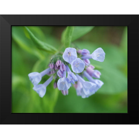 Little Bells Black Modern Wood Framed Art Print by Bonin, Suzanne