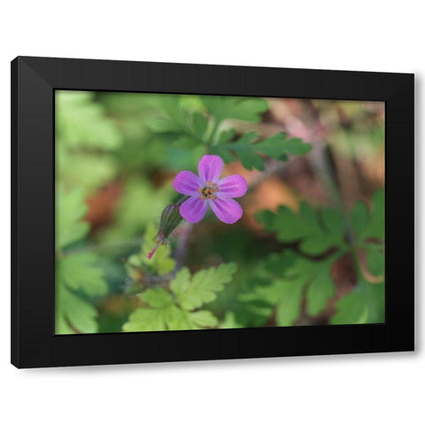 Little Robin Black Modern Wood Framed Art Print by Bonin, Suzanne