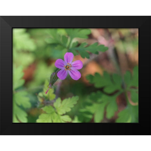 Little Robin Black Modern Wood Framed Art Print by Bonin, Suzanne