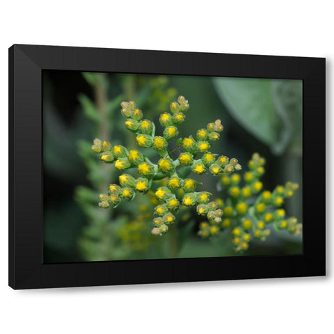 Little Stars Black Modern Wood Framed Art Print with Double Matting by Bonin, Suzanne