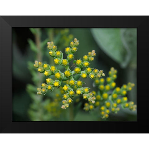 Little Stars Black Modern Wood Framed Art Print by Bonin, Suzanne