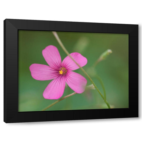 Pink Splash Black Modern Wood Framed Art Print by Bonin, Suzanne