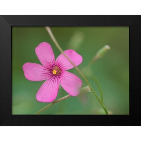 Pink Splash Black Modern Wood Framed Art Print by Bonin, Suzanne