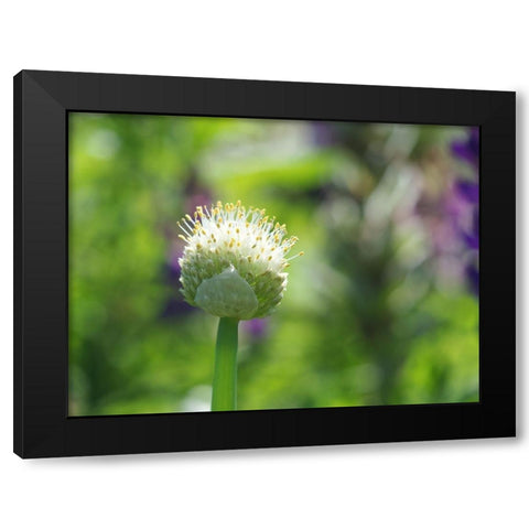 Pretty Onion Black Modern Wood Framed Art Print with Double Matting by Bonin, Suzanne