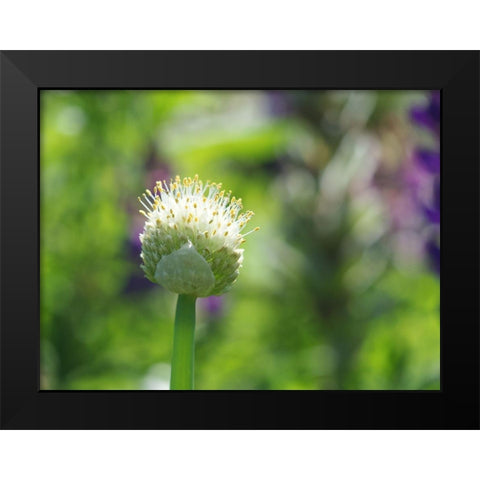 Pretty Onion Black Modern Wood Framed Art Print by Bonin, Suzanne
