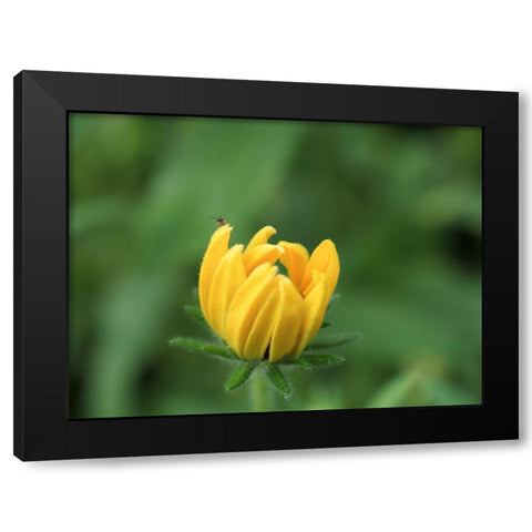 See Me Black Modern Wood Framed Art Print with Double Matting by Bonin, Suzanne
