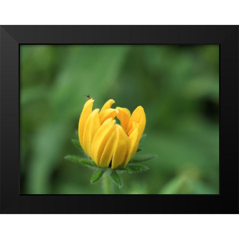 See Me Black Modern Wood Framed Art Print by Bonin, Suzanne