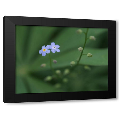 Small Universe Black Modern Wood Framed Art Print with Double Matting by Bonin, Suzanne