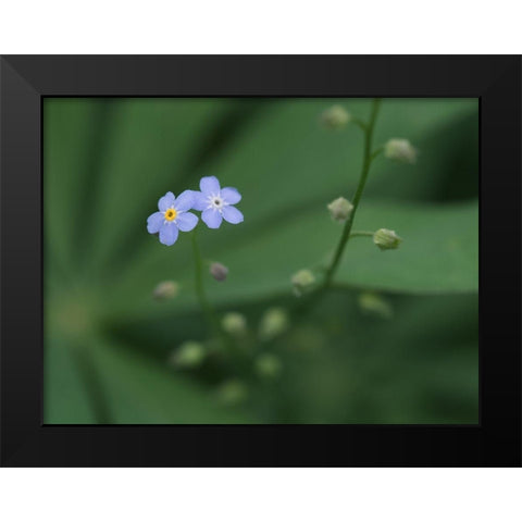Small Universe Black Modern Wood Framed Art Print by Bonin, Suzanne