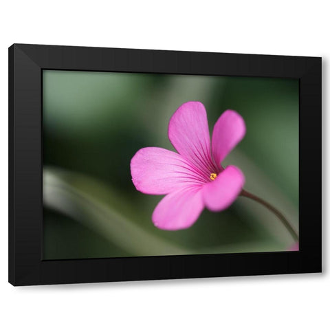 Splash Of Color Black Modern Wood Framed Art Print by Bonin, Suzanne