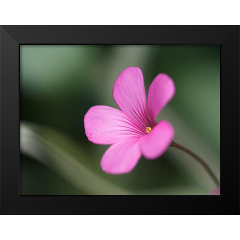 Splash Of Color Black Modern Wood Framed Art Print by Bonin, Suzanne