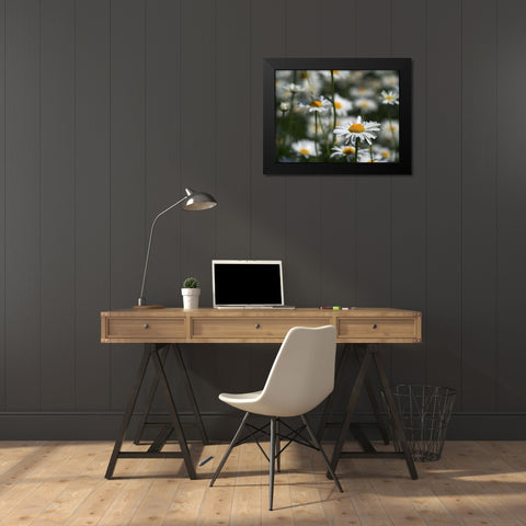 White Daisies Black Modern Wood Framed Art Print by Bonin, Suzanne