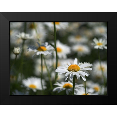 White Daisies Black Modern Wood Framed Art Print by Bonin, Suzanne