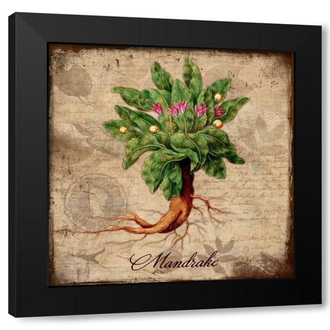 Mandrake Black Modern Wood Framed Art Print with Double Matting by Lavoie, Tina