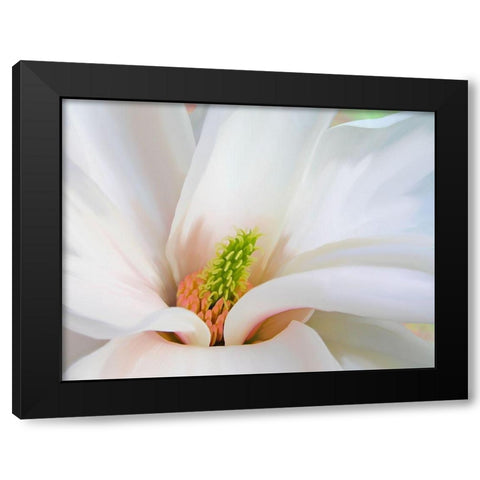 Magnoliaceae Black Modern Wood Framed Art Print by Lavoie, Tina