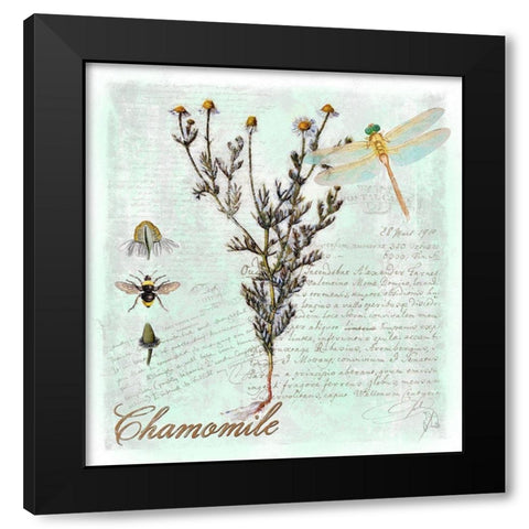 Chamomile Herb Black Modern Wood Framed Art Print by Lavoie, Tina