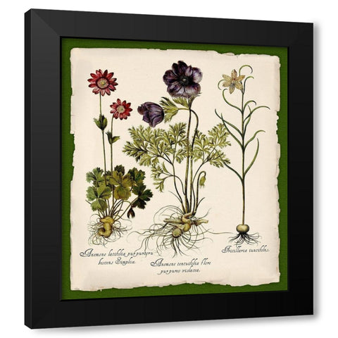 Botanica Nostalgia II Black Modern Wood Framed Art Print with Double Matting by Lavoie, Tina