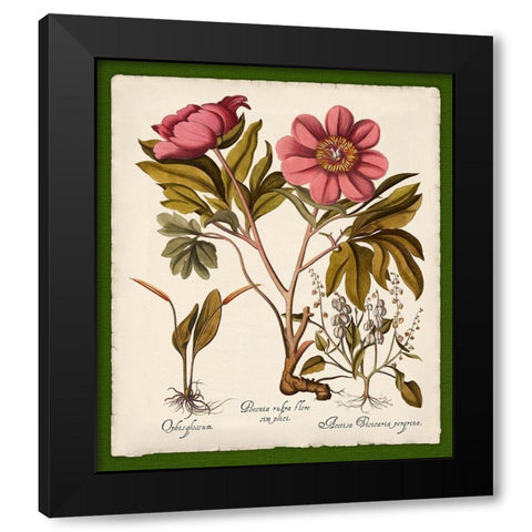 Botanica Nostalgia IV Black Modern Wood Framed Art Print with Double Matting by Lavoie, Tina