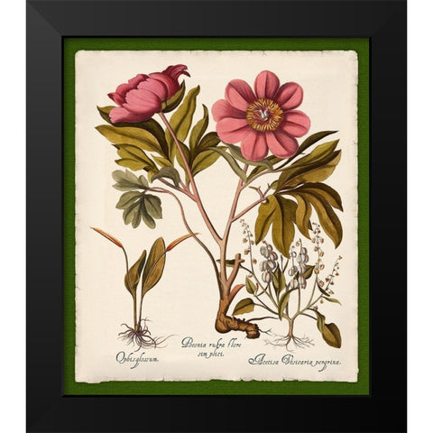 Botanica Nostalgia IV Black Modern Wood Framed Art Print by Lavoie, Tina