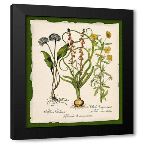 Botanica Nostalgia Black Modern Wood Framed Art Print with Double Matting by Lavoie, Tina