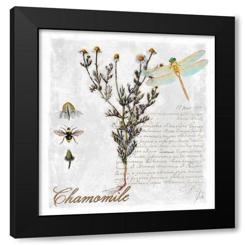 Botanical Garden Chamomile Herb Black Modern Wood Framed Art Print by Lavoie, Tina