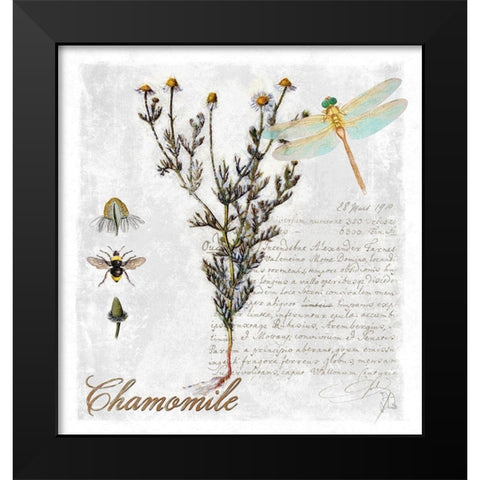 Botanical Garden Chamomile Herb Black Modern Wood Framed Art Print by Lavoie, Tina