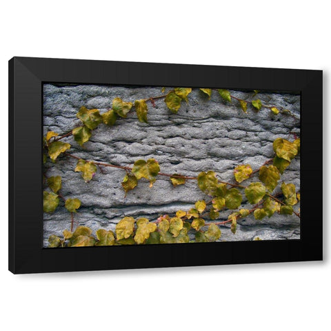 Old Montreal Ancient Wall and Ivy Black Modern Wood Framed Art Print by Lavoie, Tina