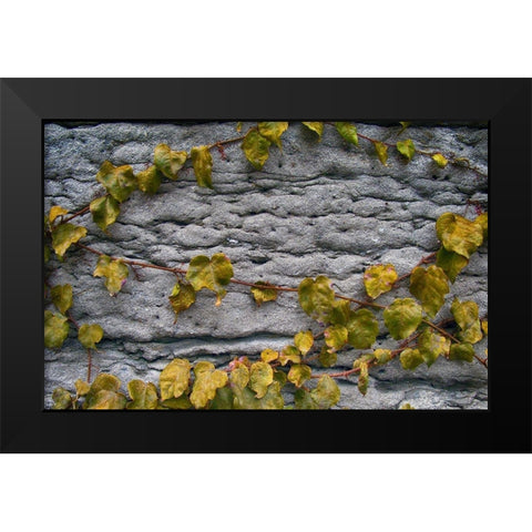 Old Montreal Ancient Wall and Ivy Black Modern Wood Framed Art Print by Lavoie, Tina
