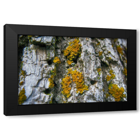 Ash Tree and Lichen Black Modern Wood Framed Art Print with Double Matting by Lavoie, Tina