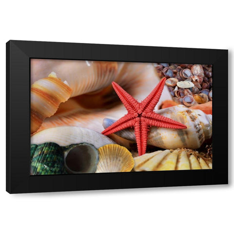 Seashells Black Modern Wood Framed Art Print by Lavoie, Tina