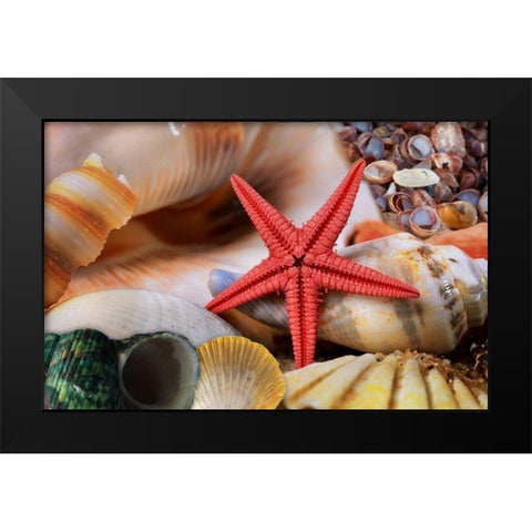 Seashells Black Modern Wood Framed Art Print by Lavoie, Tina