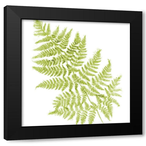 Fresh Black Modern Wood Framed Art Print by Lavoie, Tina