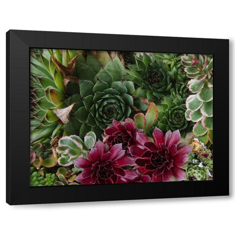 Succulent Garden Black Modern Wood Framed Art Print with Double Matting by Lavoie, Tina